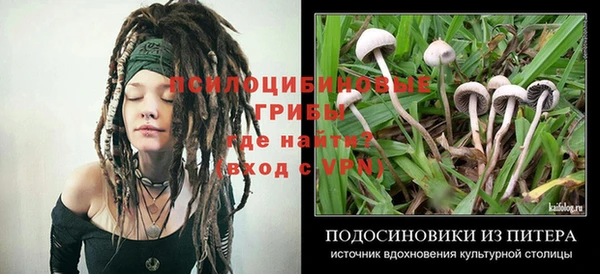 ГАЛЛЮЦИНОГЕННЫЕ ГРИБЫ Аркадак